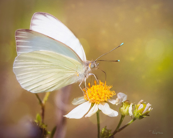 Barred Yellow Butterfly on a Spanish Needle Flower