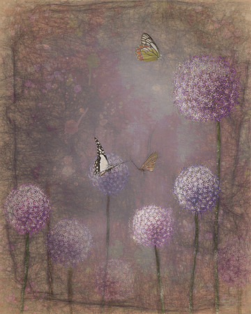 Butterflies in the mist