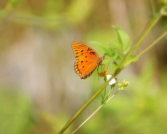 Gulf Fritillary on Spanish Needles