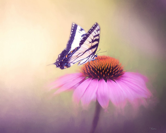 Butterfly on a cone flower