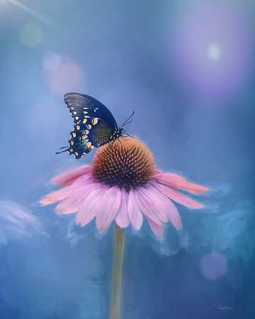 Cone flower with a butterfly
