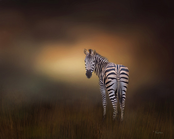 Zebra looking back