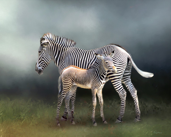 Two Zebras