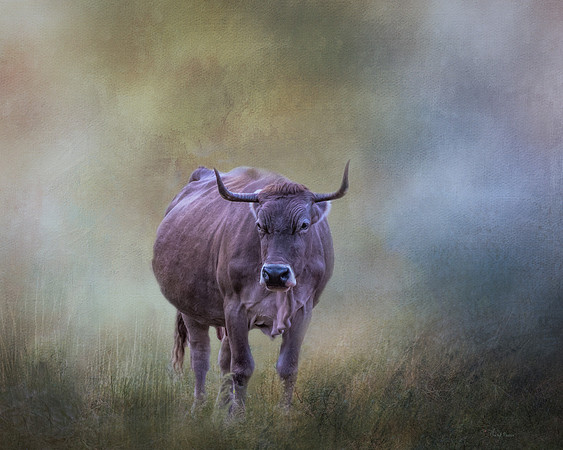 Brown Swiss Guernsey