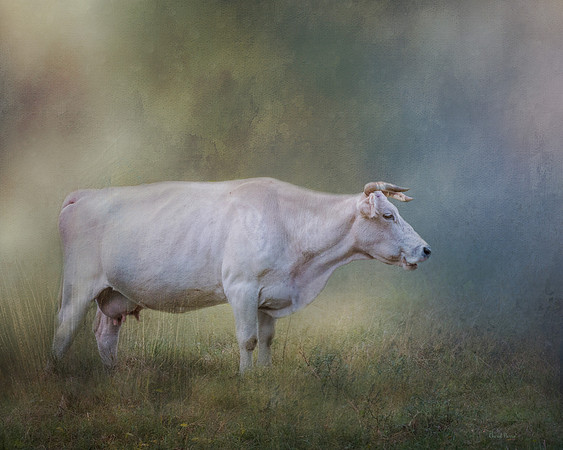 Charolais Cow