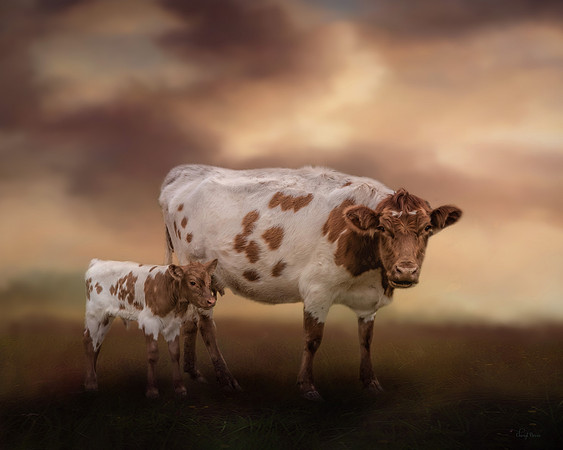 Sunrise over the pasture