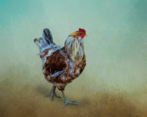Hen walking