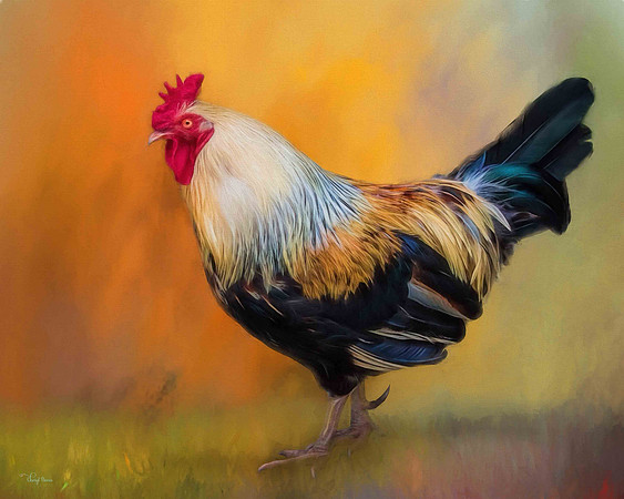 Rooster on orange