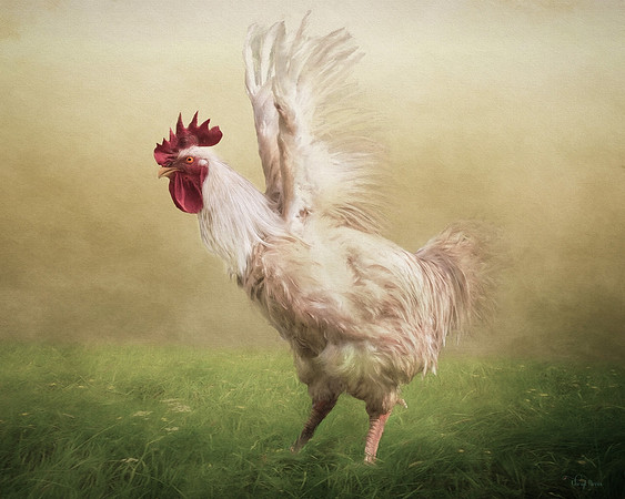 Rooster with wings out