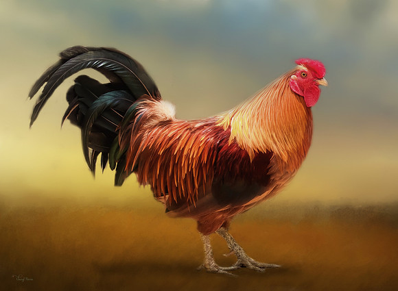 Colorful Rooster