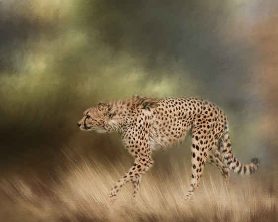 Cheetah on the prowl