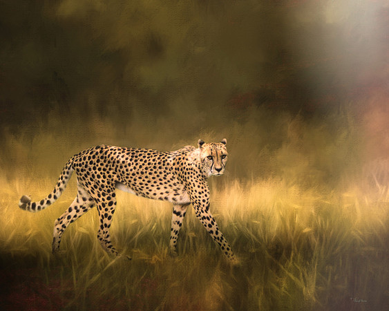 Cheetah Walking