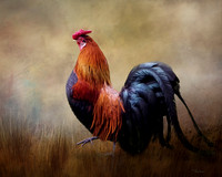 Roosters and Hens
