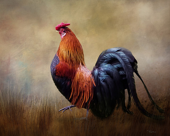 BB Red Rooster