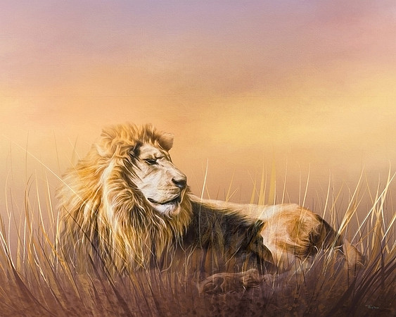 Lion resting in the grass
