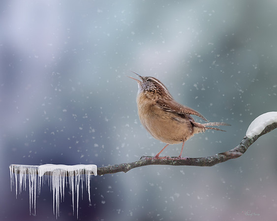 Carolina Wren singing for spring