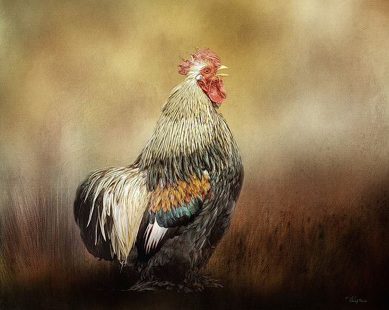 Cochin Rooster