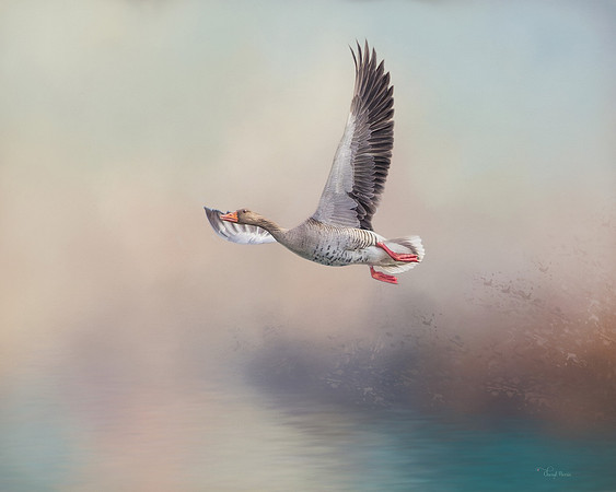 Goose Flying