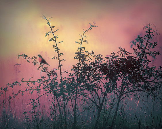 Pink Sunrise