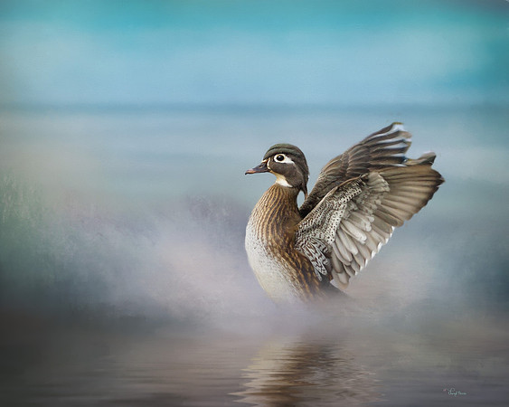 Wood Duck bathing