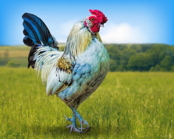 Proud Rooster