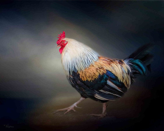 Rooster Strutting