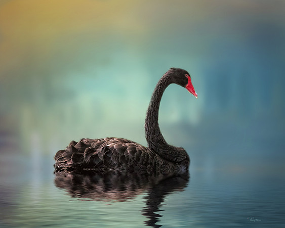 Black Swan Swimming