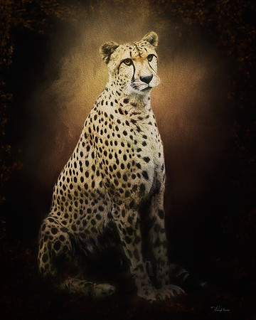 Cheetah sitting
