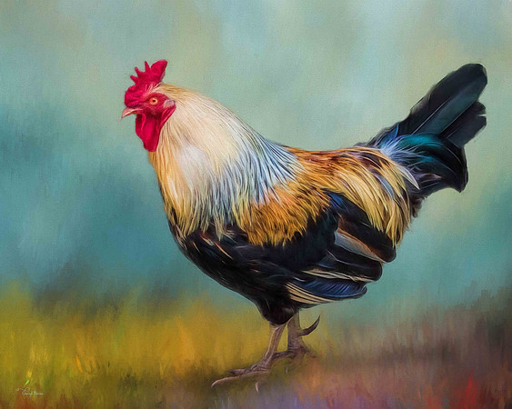 Rooster on blue