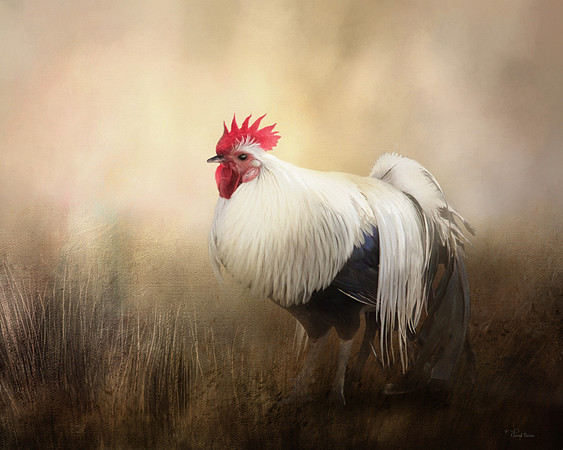 Gallus Rooster