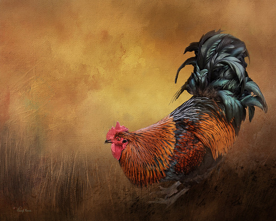 BB Red Rooster -2
