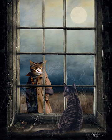 Rich Cat, Poor Cat