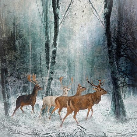 Winter Morning