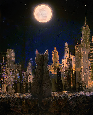 The Observer